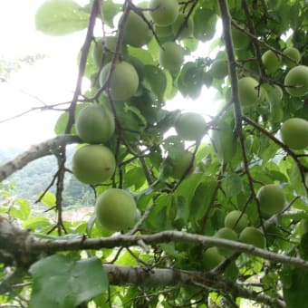 暑さで野菜の発芽が悪い！！