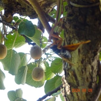 キウイ🥝の森で「セミ」と「カマキリ」