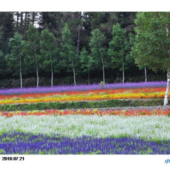 2010 富良野を巡るⅡ（中富良野・上富良野）