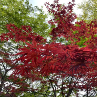 笠置山に登ってきました