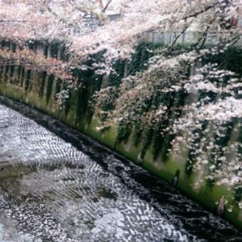 「神田川の花筏」