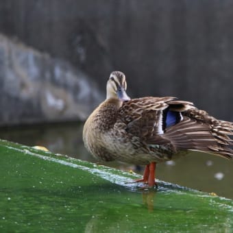 日々是探鳥～ｶﾙｶﾞﾓ・アオザギ・ﾋﾊﾞﾘなど＠平池公園...part 799