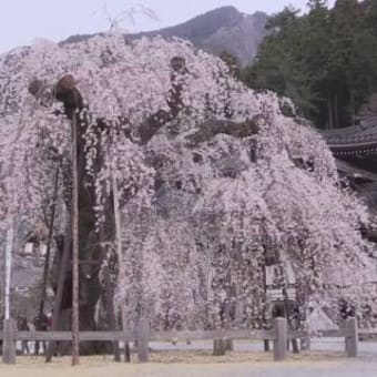  『樹齢400年・しだれ桜』満開・身延山久遠寺・山梨県　２０１９年０３月３０日