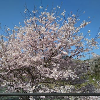 桜の花見（天竜峡）