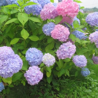 ハートの紫陽花。独り言。