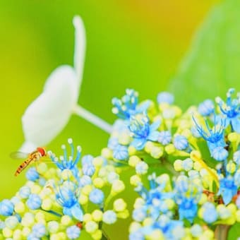 アジサイ､花菖蒲､スイレンが見頃　　奈良県営　馬見丘陵公園  