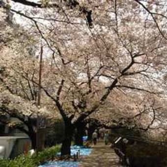 九段のさくらと撮り鉄