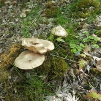 ウメハルシメジ（Entoloma sepium）