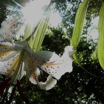森林公園のヤマユリ