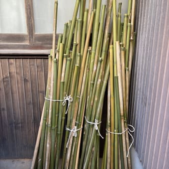 ホウライチク（蓬莱竹） - ケーナ製作「風工房」のブログ