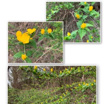 花曇
