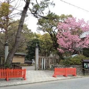桜咲く