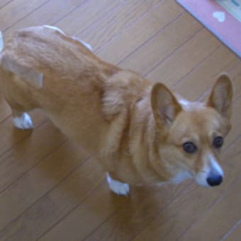 帰ってみたら…