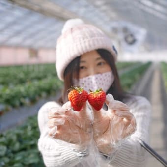 【体験】雪国湯沢で苺狩り。甘くて大きな越後姫🍓