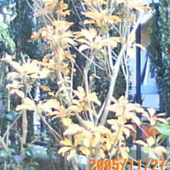 我が家の庭木の紅葉