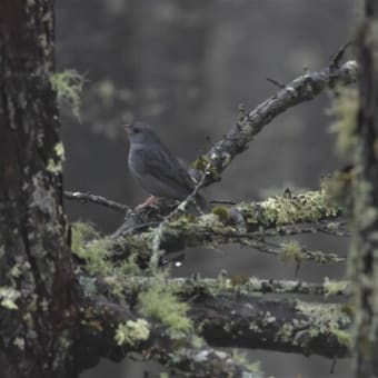 野鳥シリーズ　３