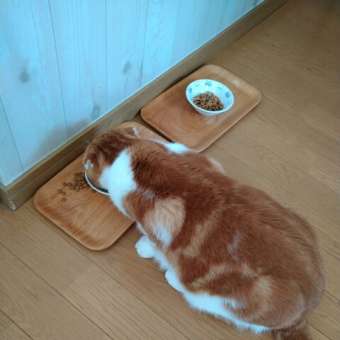 猫ら＆昼ごはん♪(=^^=)(=^^=)