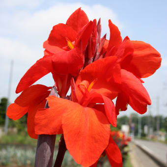 花？華？華やか！3