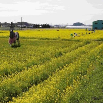 古賀の菜の花