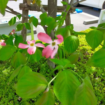 桜咲く頃から春の終わりにかけて