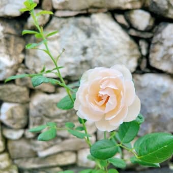 ティーツリーの花が咲いた＆宿根草コーナーの切り戻し