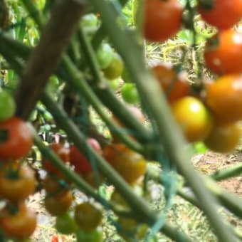 ミニトマトのソバージュ栽培