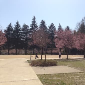 仙台もいよいよ桜が開花しました！