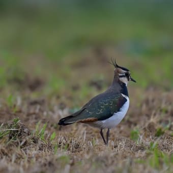 今日の野鳥 ・・ タゲリ ・・今年も ② 。。