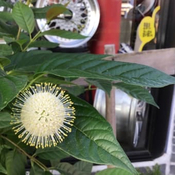 花火のような開花！