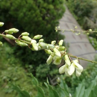 ナツフジに薄緑色のウラギン幼虫