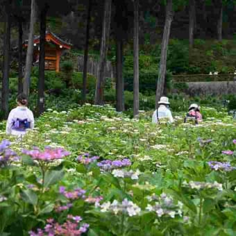 三室戸寺のあじさい園で