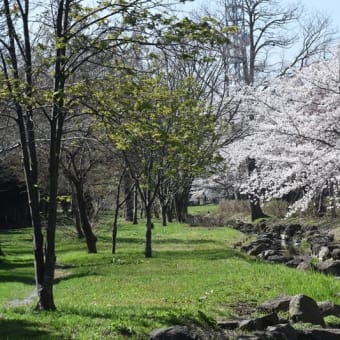近くの公園の桜＆小鳥たち