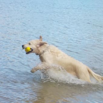 パームビーチで水泳部　１