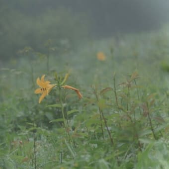 霧降高原