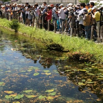 6月の水辺の風景