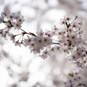 加治川の桜