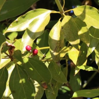 黒い実、赤い実　ヤブニッケイとシロダモ（クスノキ科）常緑高木