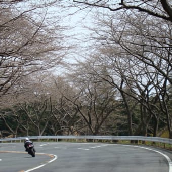 TOYO TIRES ターンパイクの桜