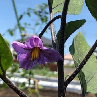 Hilo’s Farm 今週は夏野菜の苗を定植