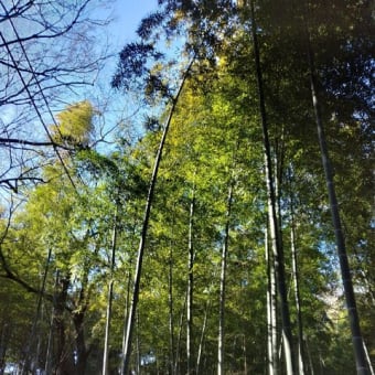 久しぶりの（仮）佐倉西部自然公園にて　