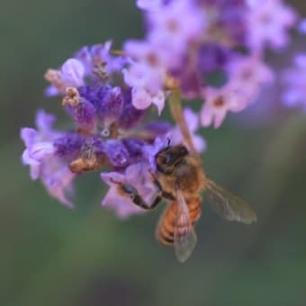 ラベンダーの蜜を採取する蜜蜂