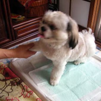 わんこ