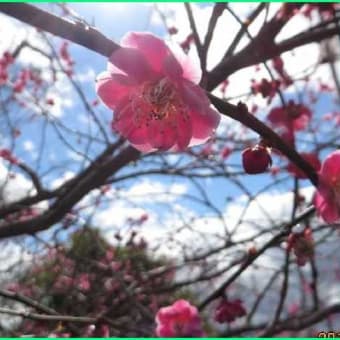 強風が去り、「春」は近し