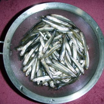 山中湖ワカサギ釣り
