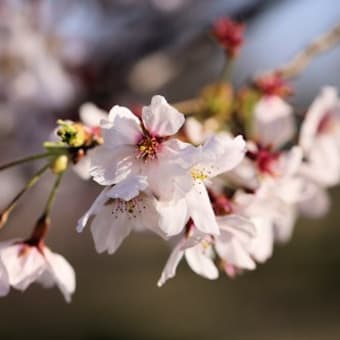 おっさんの一人旅？桜とあれを撮りに