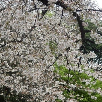 桜咲きその後つづく雨くもり／今年の桜もう見納めか（雀ノ森氷川神社など）