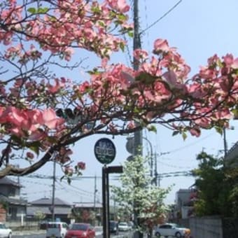 花山住宅前のハナミズキ