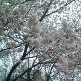 満開の桜です