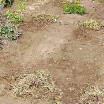 今日の家庭菜園・・前に取った雑草が又根付いてしまいました