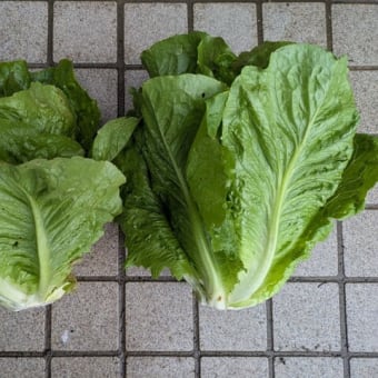 ミニトマトとゴーヤの支柱建てとオクラの間引き